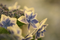 紫陽花４