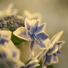 紫陽花４
