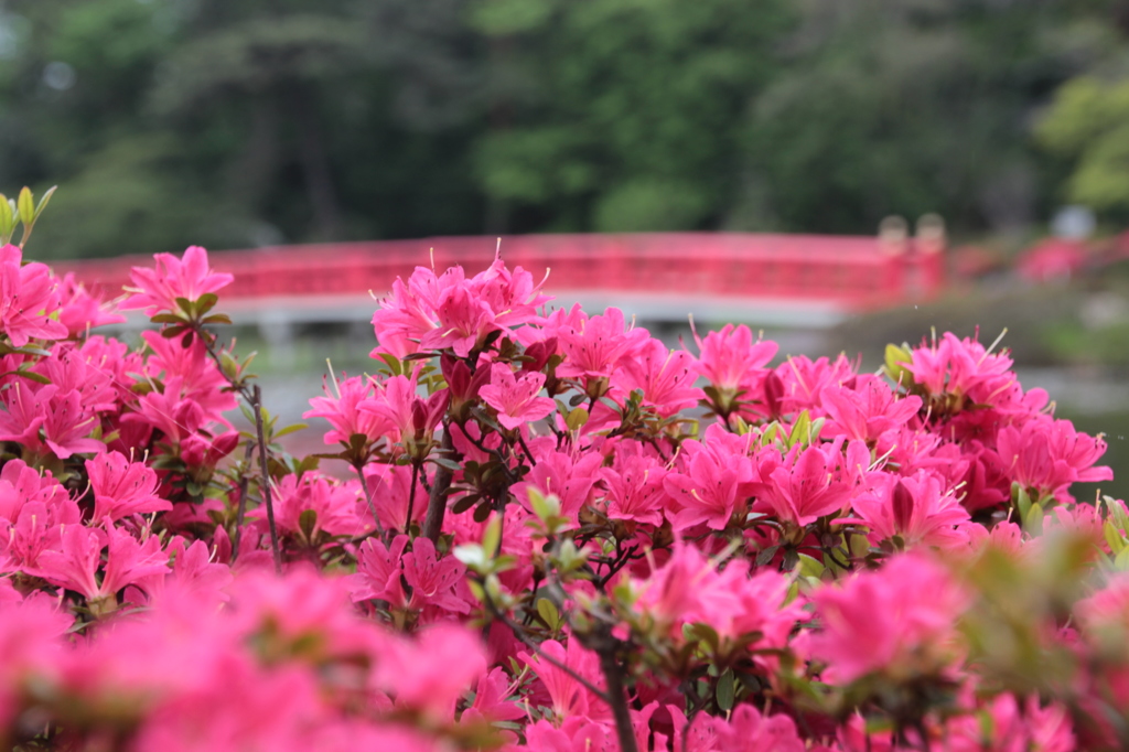 岩槻城址公園２