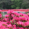 岩槻城址公園２