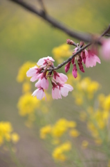 桜と菜の花２