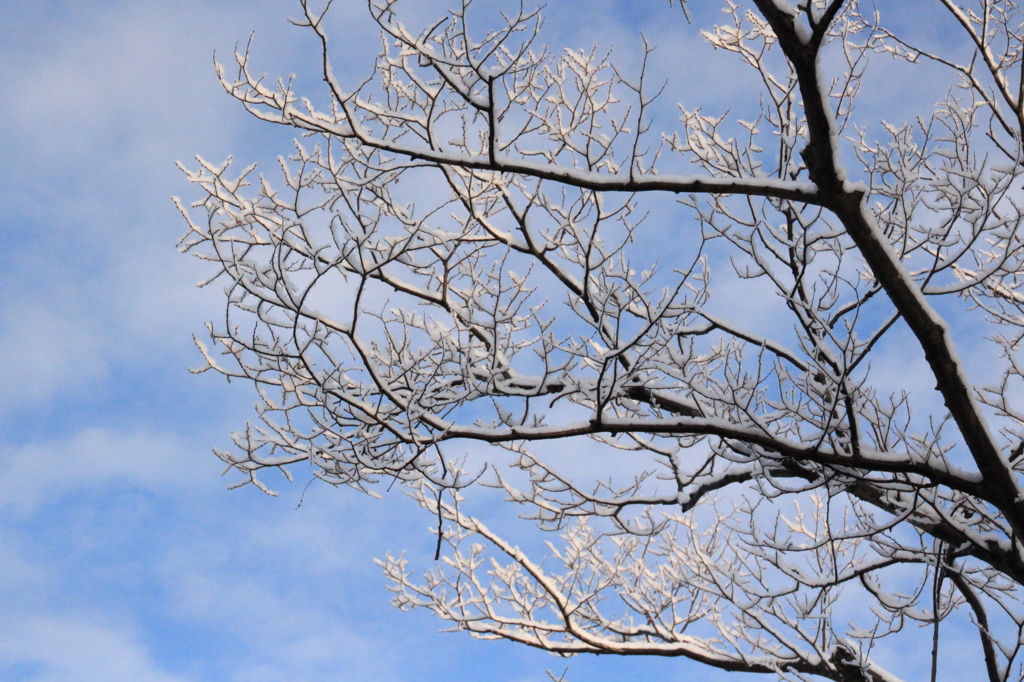 雪化粧（１）