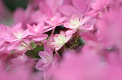 紫陽花３