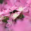 紫陽花３