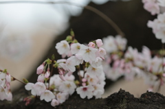 秋ヶ瀬の桜２