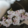 秋ヶ瀬の桜２
