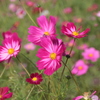 コスモス３
