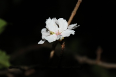 寒桜