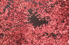 権現堂夜桜１