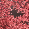 権現堂夜桜１