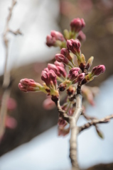 桜蕾２
