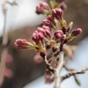 桜蕾２