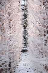 メタセコイア２