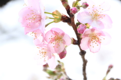 サクラ（２）