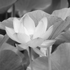 古代蓮モノクロ１