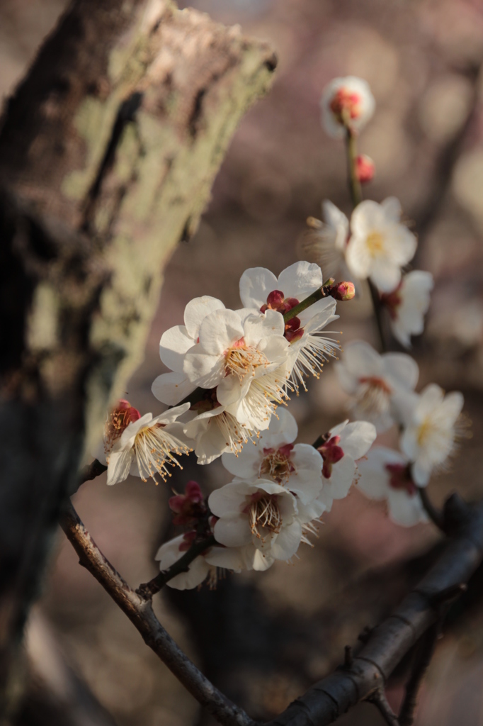 大宮公園梅１