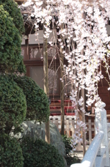 玉蔵院２
