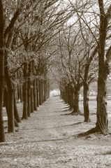 見沼通船堀公園（1）