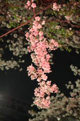 権現堂夜桜２