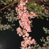 権現堂夜桜２