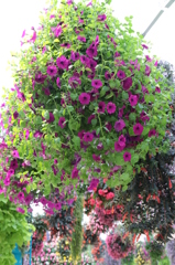 花のシャンデリア１