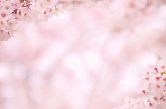 sakura (2)