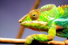 学名： Furcifer pardalis
