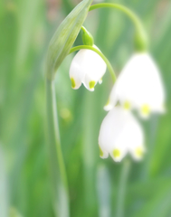 学名： Leucojum aestivum