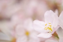 sakura (1)