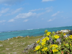 南国の花と海