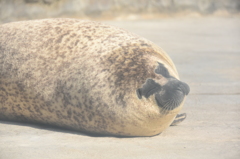 ぽかぽか＝ぐ～・・・