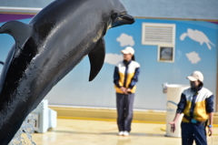 見て！、ボク飛んでるよ
