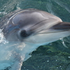 水の中から、こんにちは