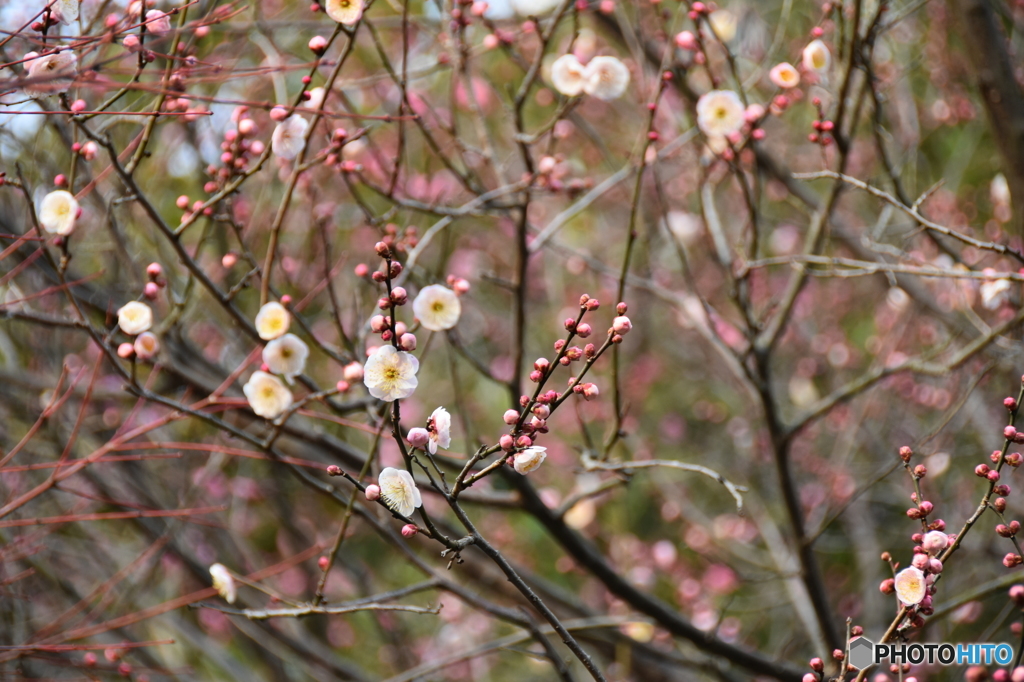 ウメの花
