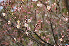 ウメの花