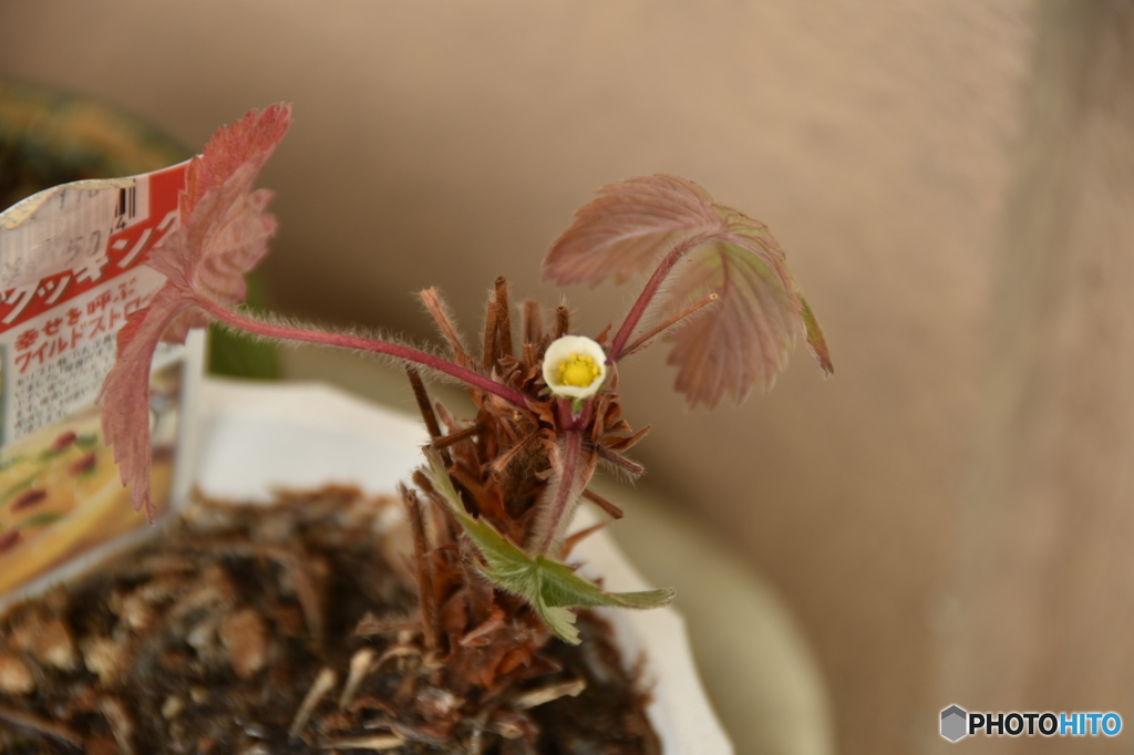 いちごの花