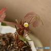 いちごの花