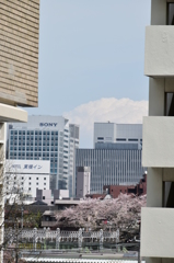 谷間のさくら