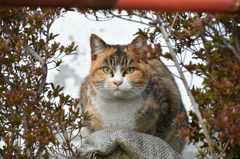 木陰からこんにちは