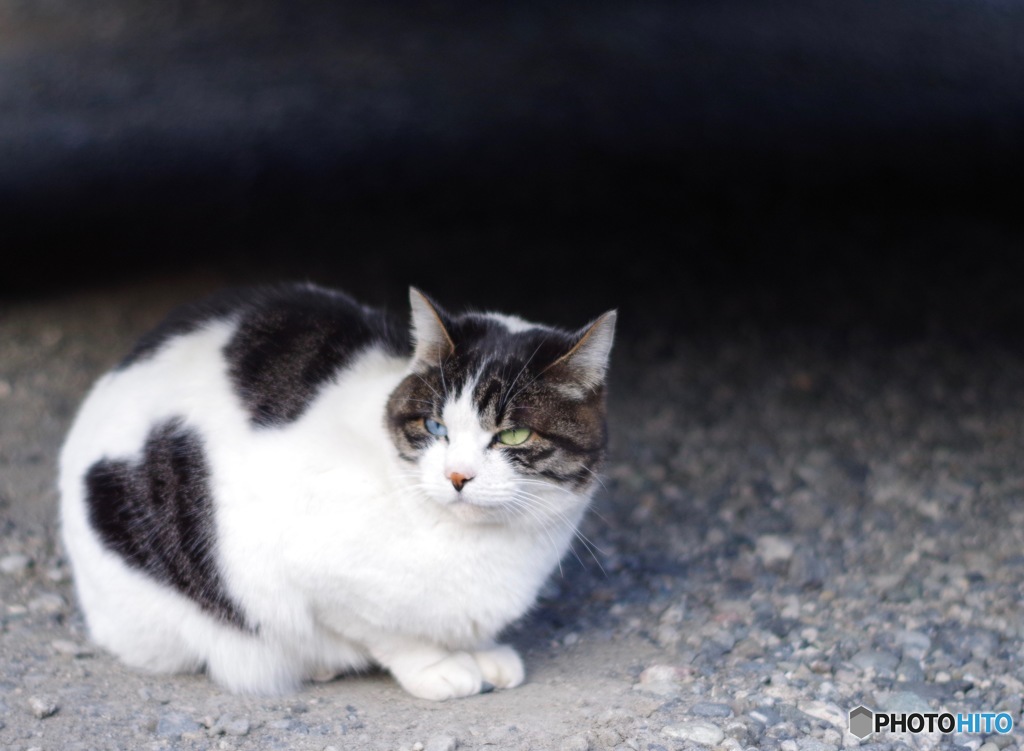 幸運のにゃんこさん