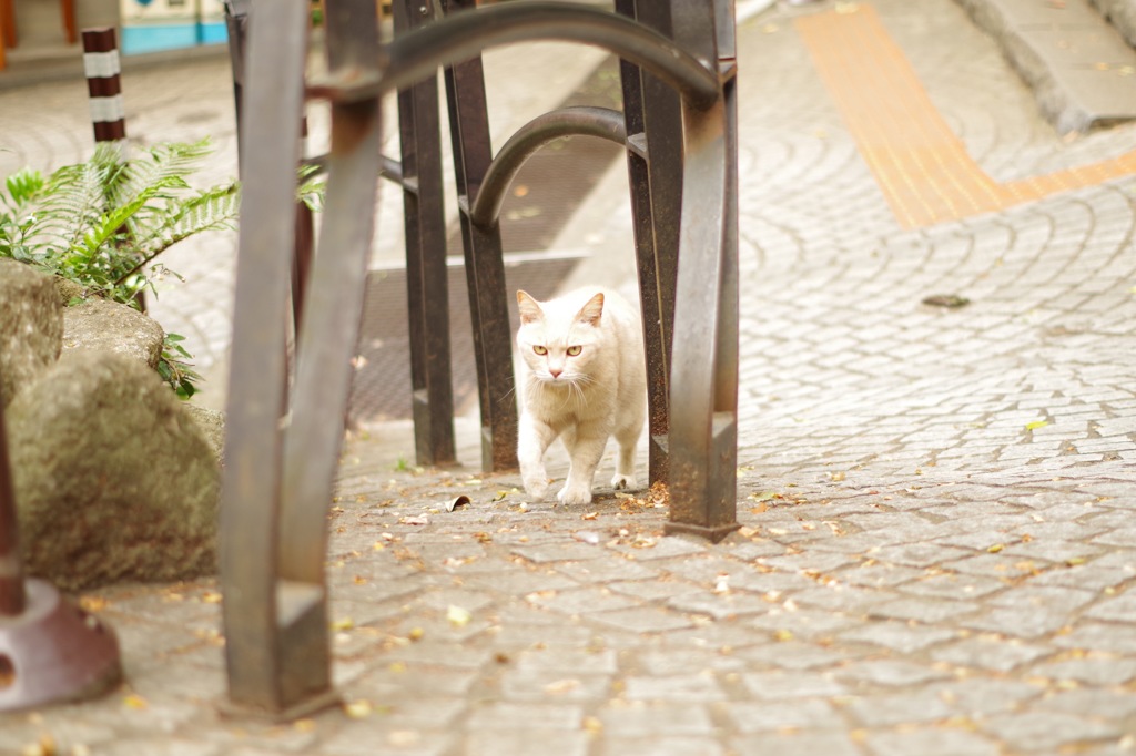 ねこ すすむ