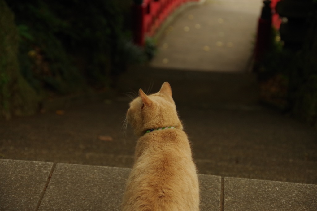 ねこ ながめる