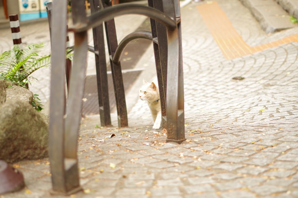 ねこ であう