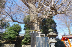 500年くらい前はどんな細い木だったの？