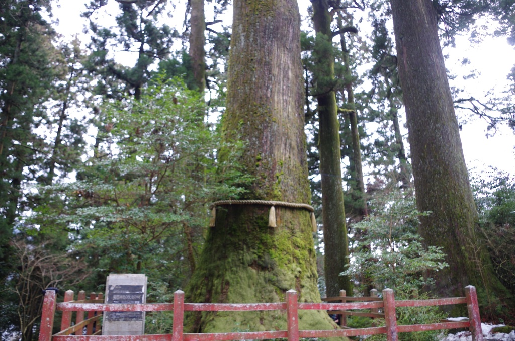 樹齢…忘れた 箱根神社