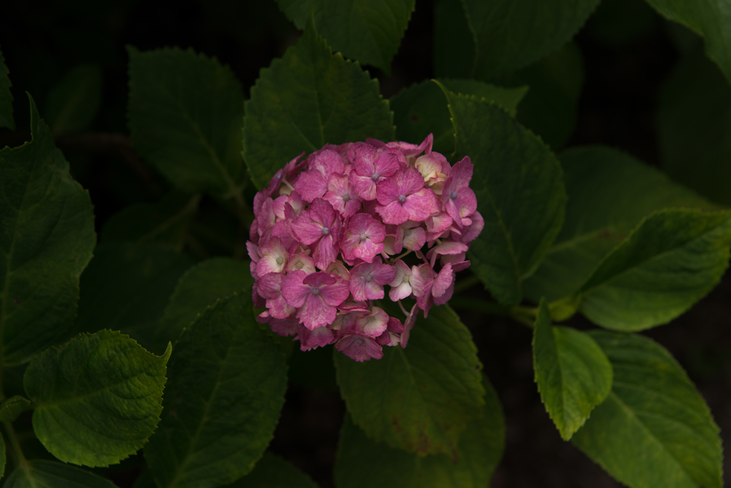 紫陽花