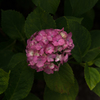 紫陽花