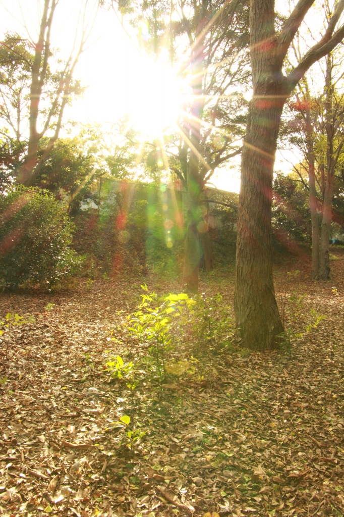 初冬の夕陽