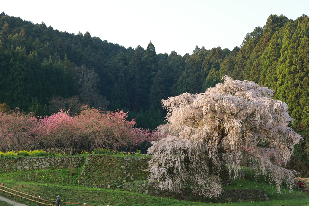 桃と桜