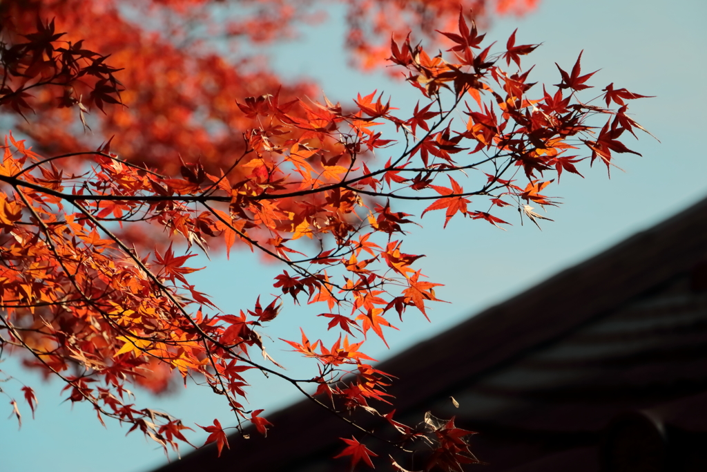 秋空に映える紅